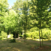 Familienbaum Familienbaum